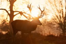 Krafttiere- Deine spirituellen Begleiter
